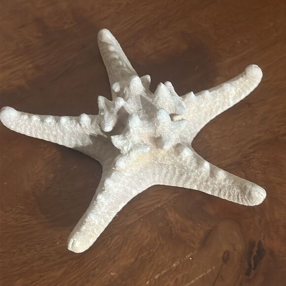 White Authentic Starfish! - Picture 1 of 5